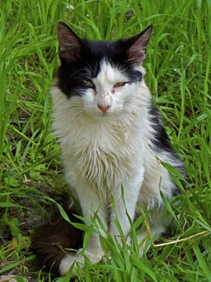 chat dans la nature - Photo libre de droit - PABvision.com