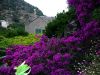 magnifique parterre de fleurs.