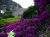 magnifique parterre de fleurs. - Photos
