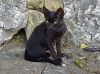  chat dans la nature
