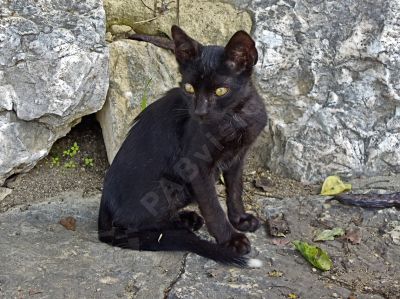 chat dans la nature - Photo libre de droit - PABvision.com