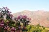 l'�le de Corse