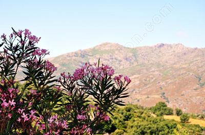 l'le de Corse - Photo libre de droit - PABvision.com