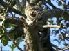  chat dans la nature