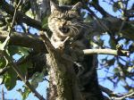  chat dans la nature