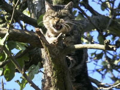 chat dans la nature - Photo libre de droit - PABvision.com