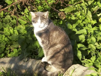  chat dans la nature - Photo libre de droit - PABvision.com