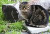  chat dans la nature