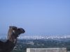 Point de vue sur Essaouira