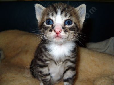 jeune chaton - Photo libre de droit - PABvision.com