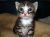  jeune chaton - Photos