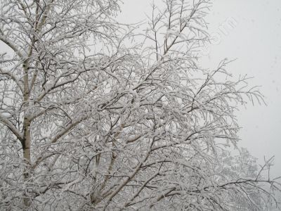 La beaut de l'hiver sur la nature - Photo libre de droit - PABvision.com
