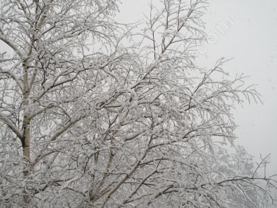 La beauté de l'hiver sur la nature - Photo libre de droit - PABvision.com