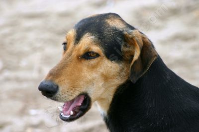 Portrait de chien - Photo libre de droit - PABvision.com