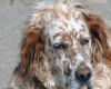 Portrait de chien
