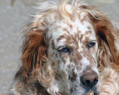 Portrait de chien - Photo libre de droit - PABvision.com