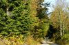 Chemin de for�t