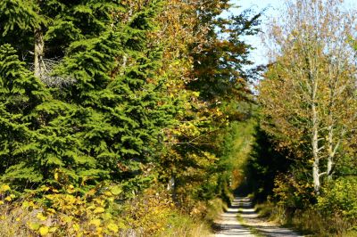 Chemin de forêt - Photo libre de droit - PABvision.com