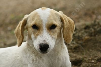 Portrait de chien - Photo libre de droit - PABvision.com