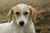 Portrait de chien - Photos