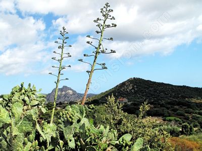 le de Corse - Photo libre de droit - PABvision.com