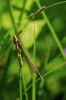 Leste sur une brindille d'herbe