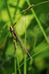 Leste sur une brindille d'herbe