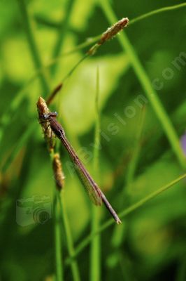 Leste sur une brindille d'herbe - Photo libre de droit - PABvision.com