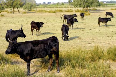 Taureau de Camargue - Photo libre de droit - PABvision.com