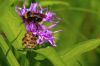 Bourdon sur une fleur