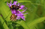 Bourdon sur une fleur