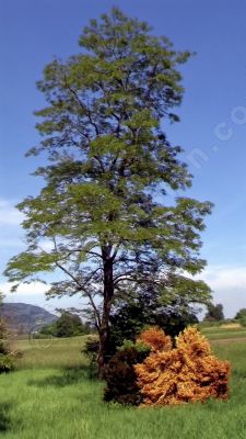 Paysage de printemps - Photo libre de droit - PABvision.com