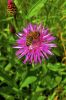  abeille sur une fleur         
