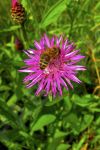  abeille sur une fleur         
