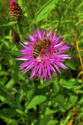  abeille sur une fleur          - Photo libre de droit - PABvision.com