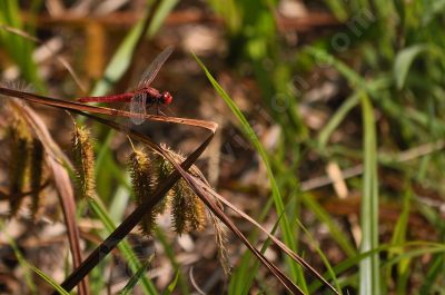 libellule rouge - Photo libre de droit - PABvision.com