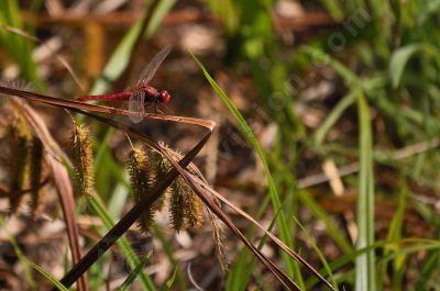  libellule rouge  - Photo libre de droit - PABvision.com