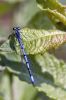 Libellule bleue sur une feuille