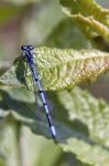 Libellule bleue sur une feuille