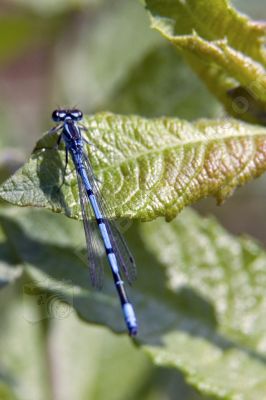 Libellule bleue sur une feuille - Photo libre de droit - PABvision.com