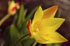 Tulipe jaune