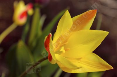 Tulipe jaune - Photo libre de droit - PABvision.com