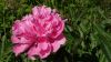 La pivoine est une plante de soleil 