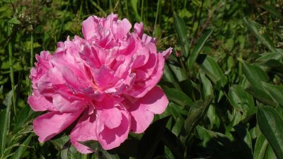 La pivoine est une plante de soleil  - Photo libre de droit - PABvision.com