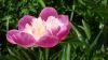 La pivoine est une plante de soleil 