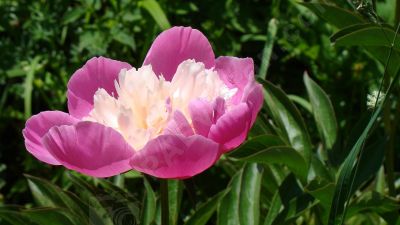 La pivoine est une plante de soleil  - Photo libre de droit - PABvision.com