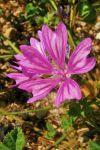 Fleur sauvage - Photo libre