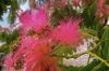 Fleurs roses exotique