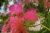 Fleurs roses exotique - Photos