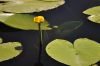 N�nuphar jaune